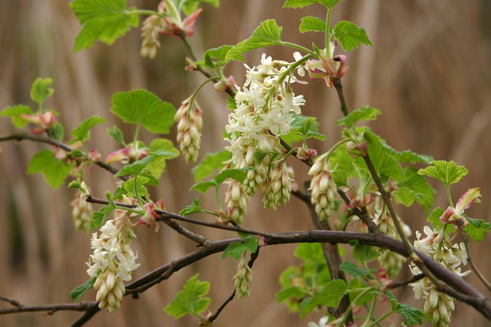  - Het Tuinpad Op / In Nachbars Garten