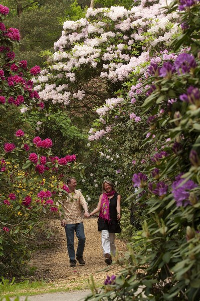 Farbenrausch im Blütenmeer -  Hobbie Rhododendronpark - Het Tuinpad Op / In Nachbars Garten