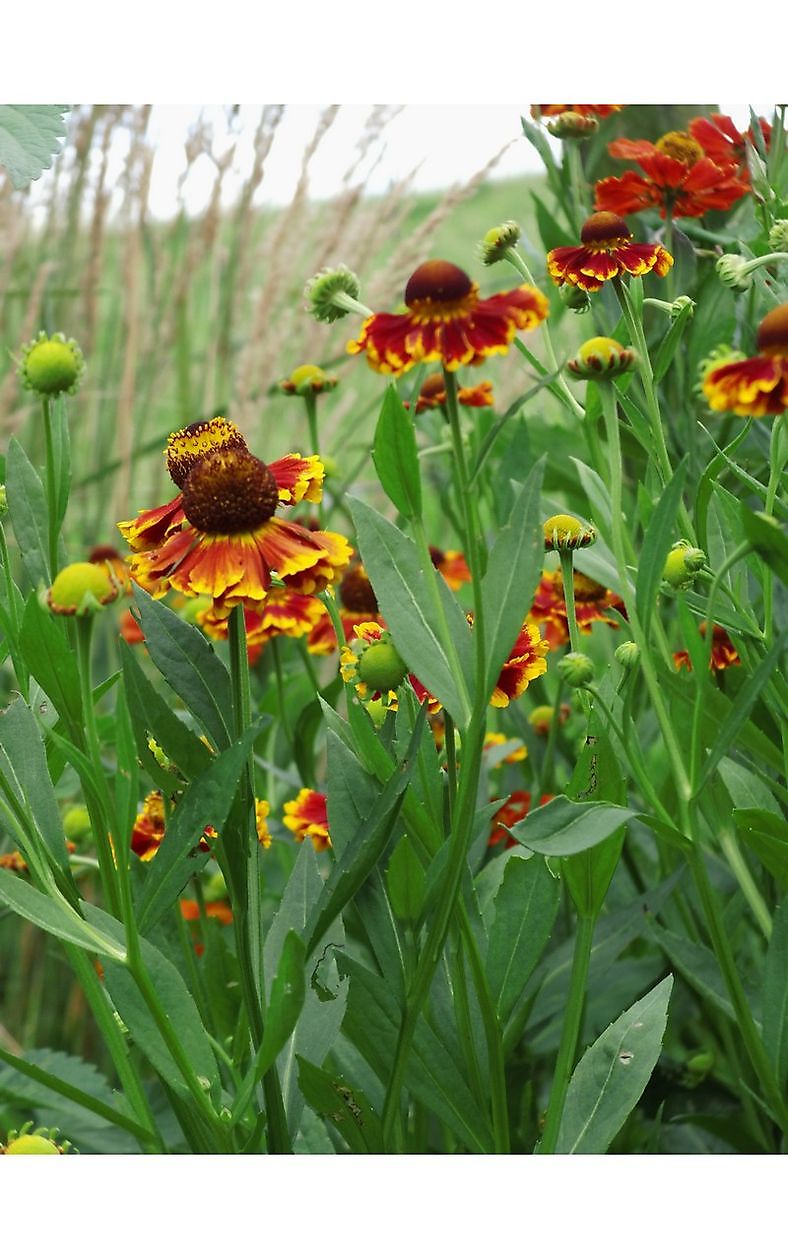 Blütenreich am Deich - Het Tuinpad Op / In Nachbars Garten