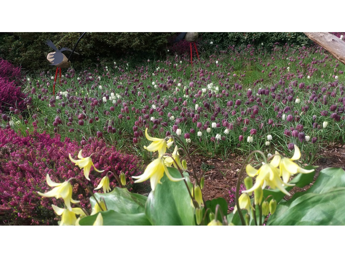 Der Hofgarten - Het Tuinpad Op / In Nachbars Garten