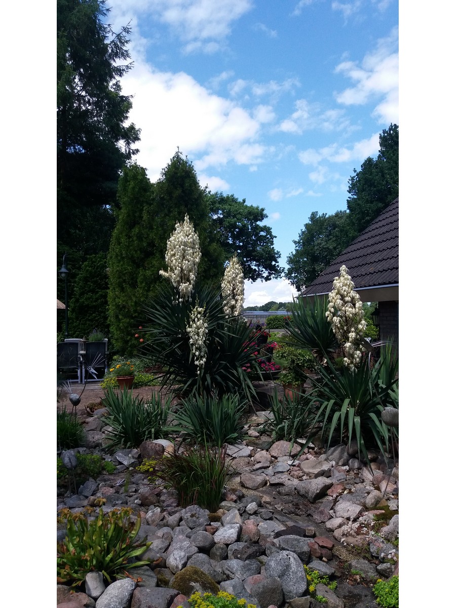 Der Hofgarten - Het Tuinpad Op / In Nachbars Garten