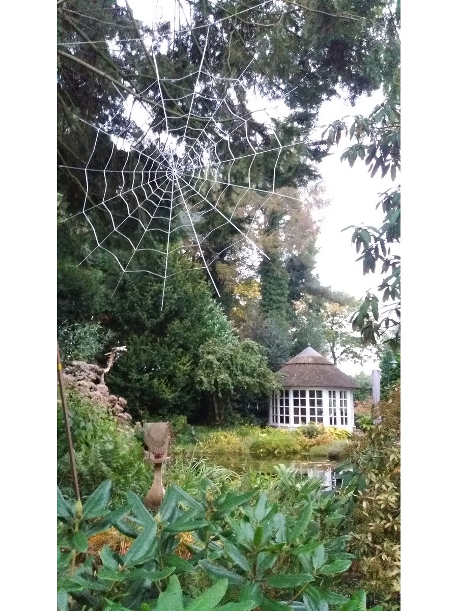 Der Hofgarten - Het Tuinpad Op / In Nachbars Garten