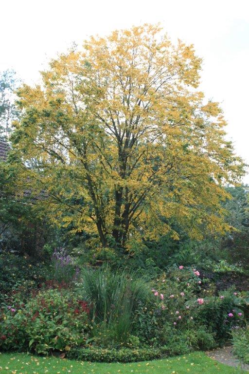 Jetskes Garten - Het Tuinpad Op / In Nachbars Garten