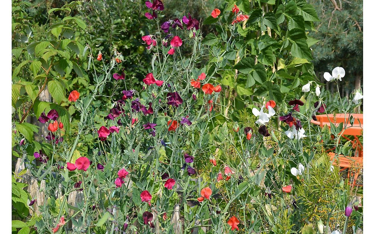 Der Garten von Helen Buwalda - Het Tuinpad Op / In Nachbars Garten