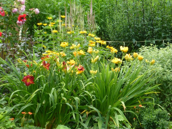 - Het Tuinpad Op / In Nachbars Garten