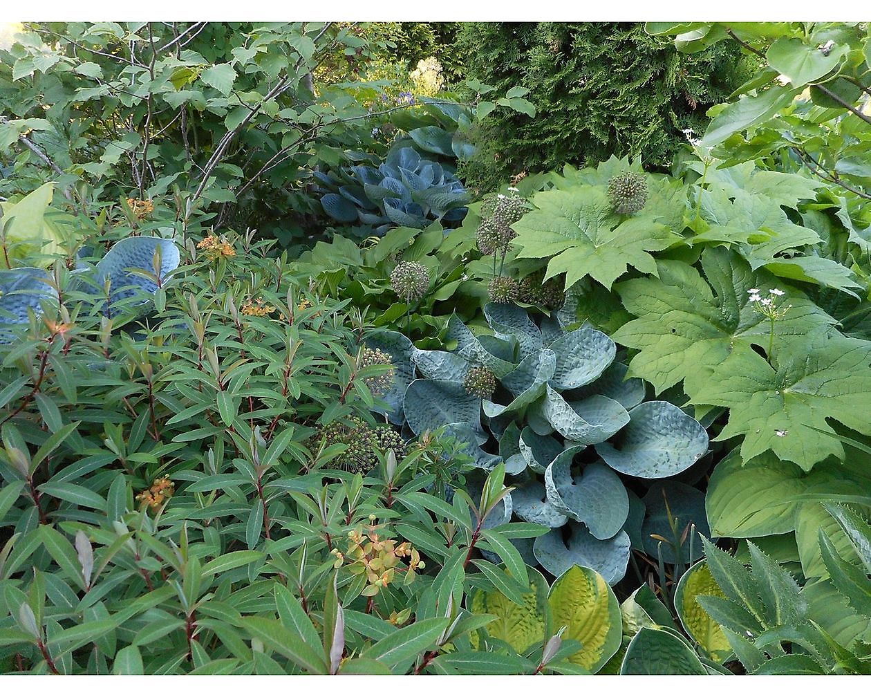 Bloemakkershof - Het Tuinpad Op / In Nachbars Garten