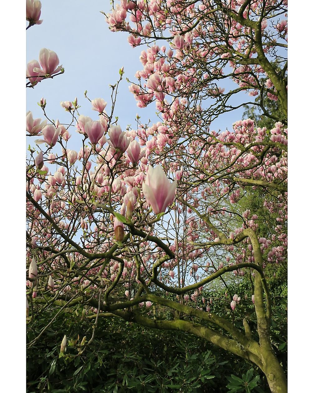 De Groene Weelde: Die grüne Fülle - Het Tuinpad Op / In Nachbars Garten