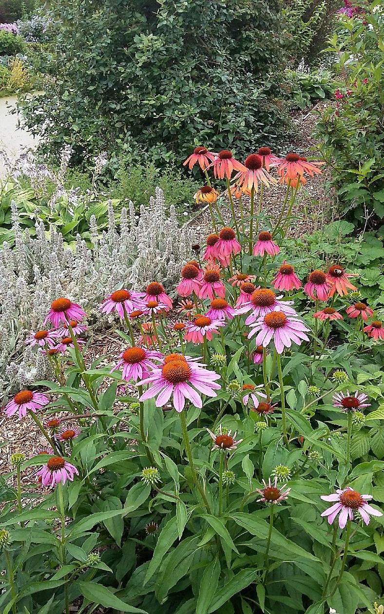  - Het Tuinpad Op / In Nachbars Garten