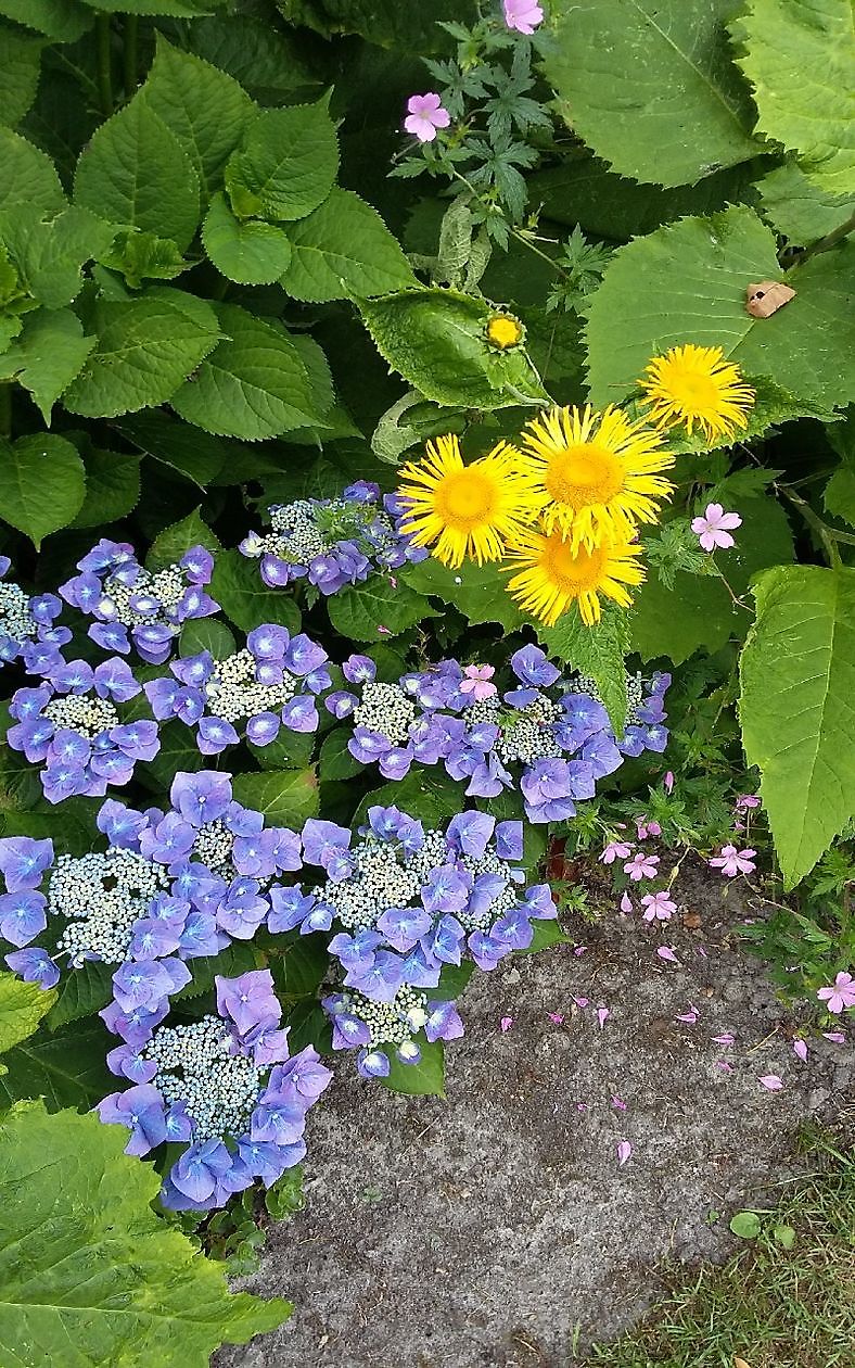  - Het Tuinpad Op / In Nachbars Garten