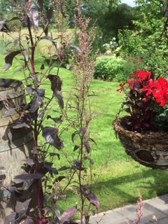 De Rode Melde - Het Tuinpad Op / In Nachbars Garten