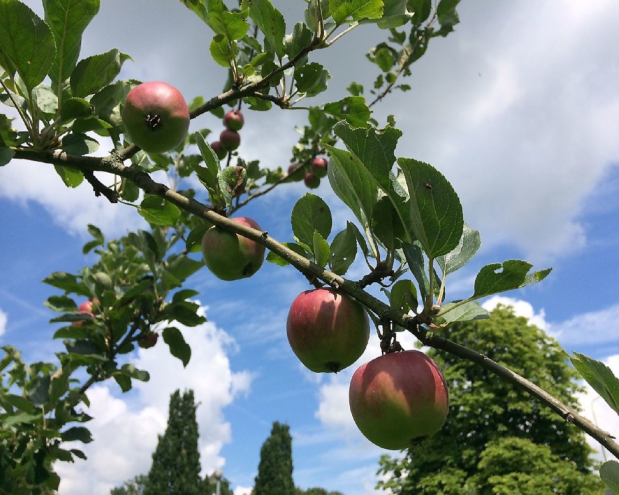 Museum Nijsinghaus: De Buitenplaats - Het Tuinpad Op / In Nachbars Garten