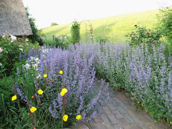 Blütenreich am Deich - Het Tuinpad Op / In Nachbars Garten