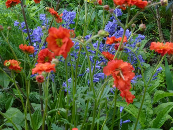  - Het Tuinpad Op / In Nachbars Garten