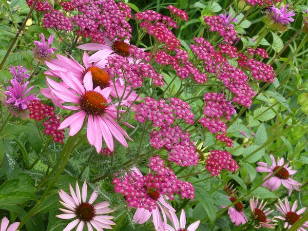  - Het Tuinpad Op / In Nachbars Garten