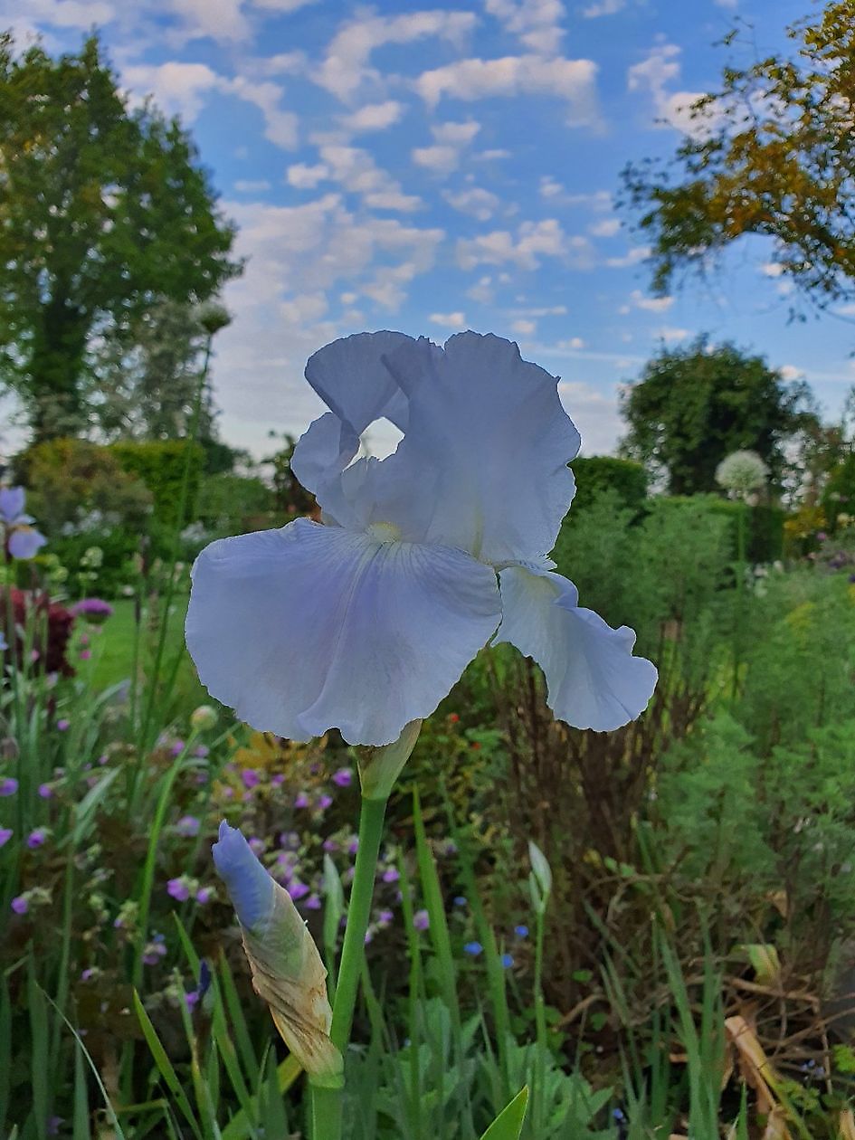 Garten Nauta de Blaauw - Het Tuinpad Op / In Nachbars Garten