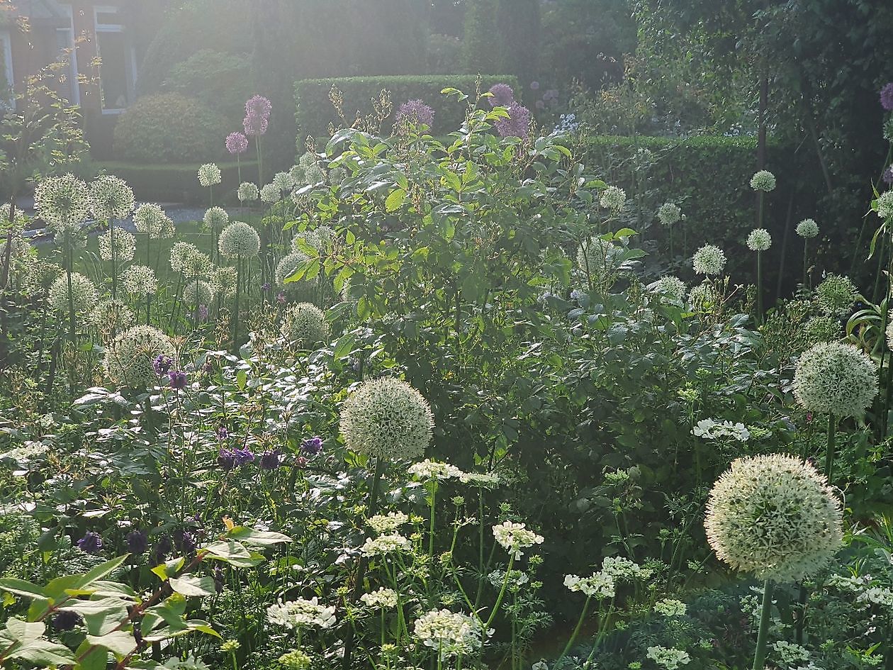 Garten Nauta de Blaauw - Het Tuinpad Op / In Nachbars Garten