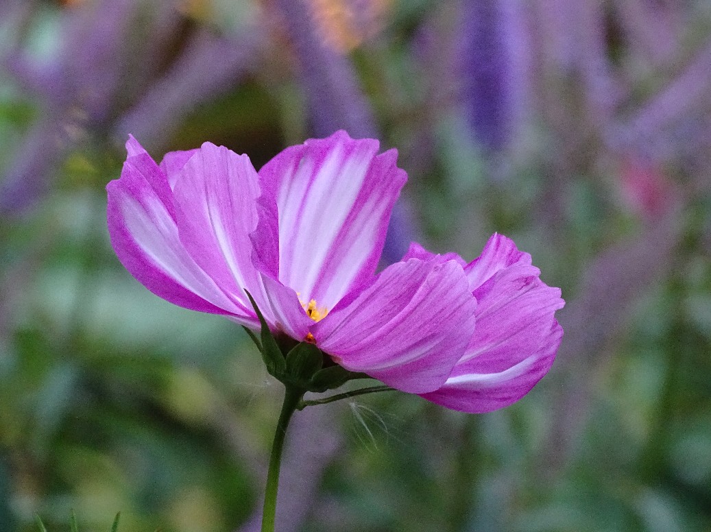 De Houtstek - Het Tuinpad Op / In Nachbars Garten