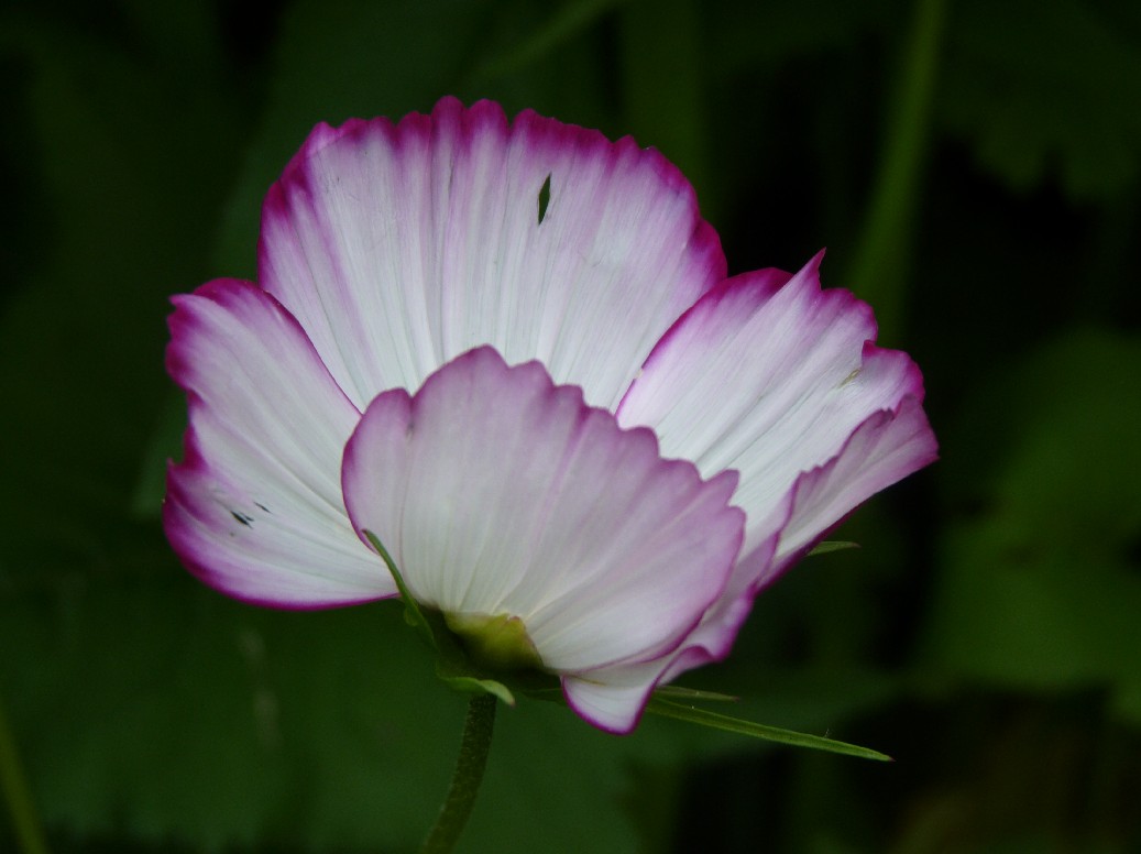 De Houtstek - Het Tuinpad Op / In Nachbars Garten