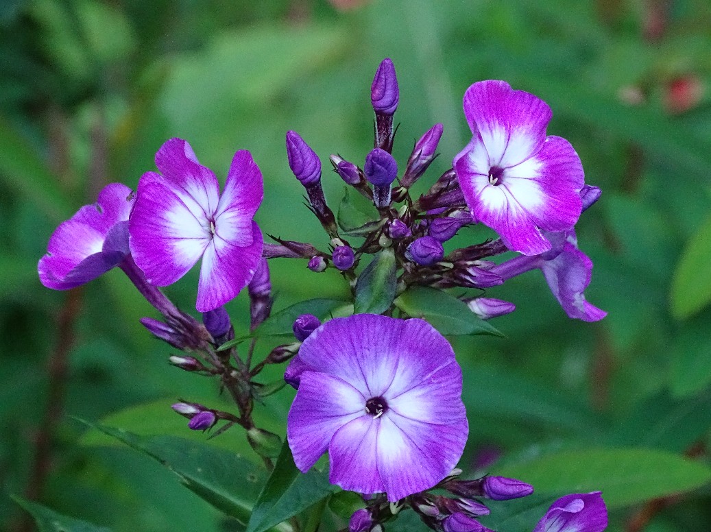 De Houtstek - Het Tuinpad Op / In Nachbars Garten