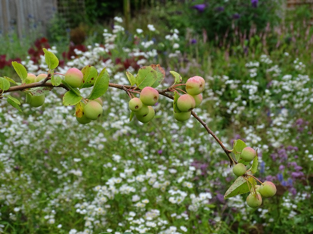 De Houtstek - Het Tuinpad Op / In Nachbars Garten