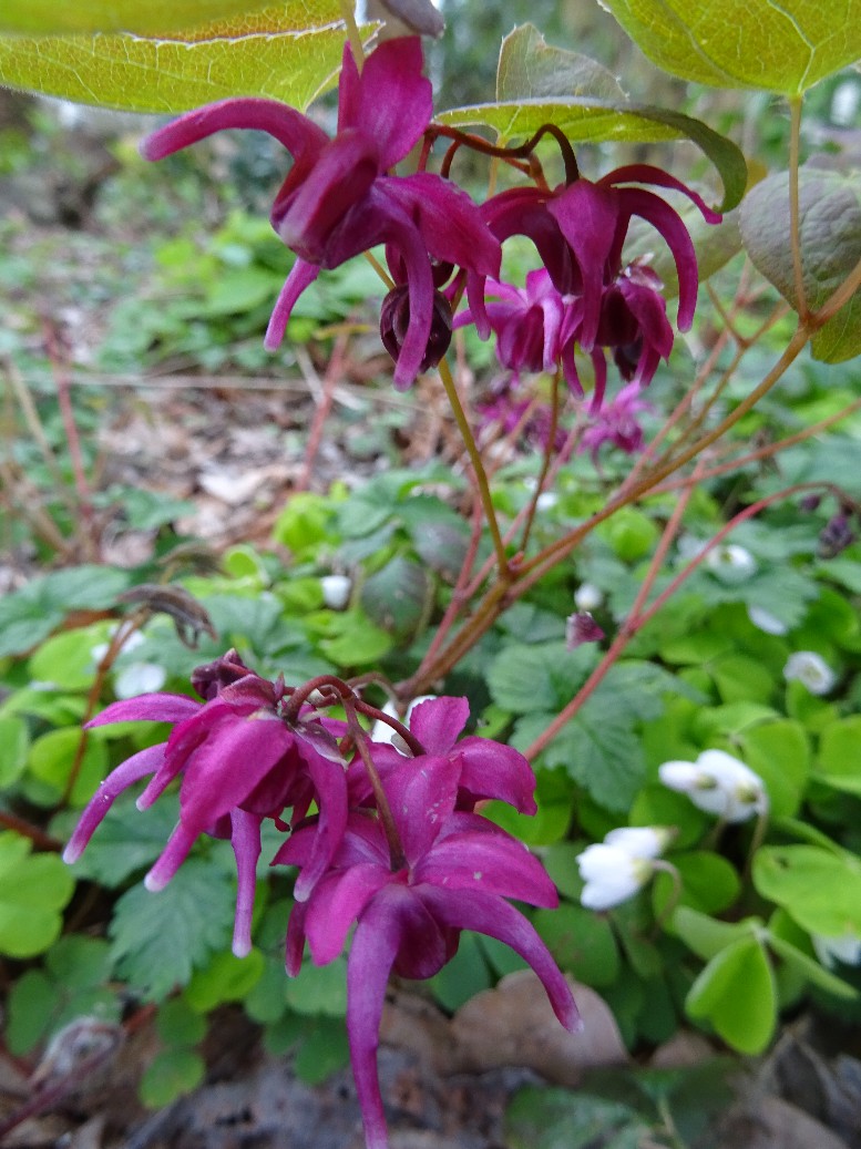 Jan Wilde een Tuin - Het Tuinpad Op / In Nachbars Garten