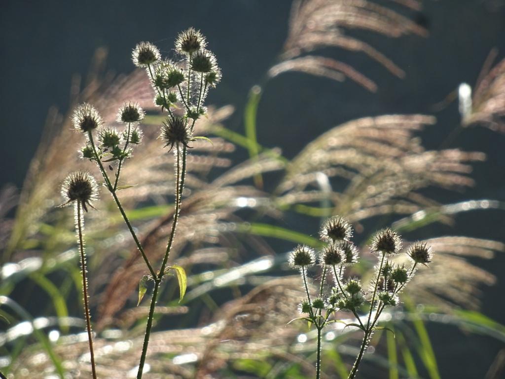 Jan Wilde een Tuin - Het Tuinpad Op / In Nachbars Garten