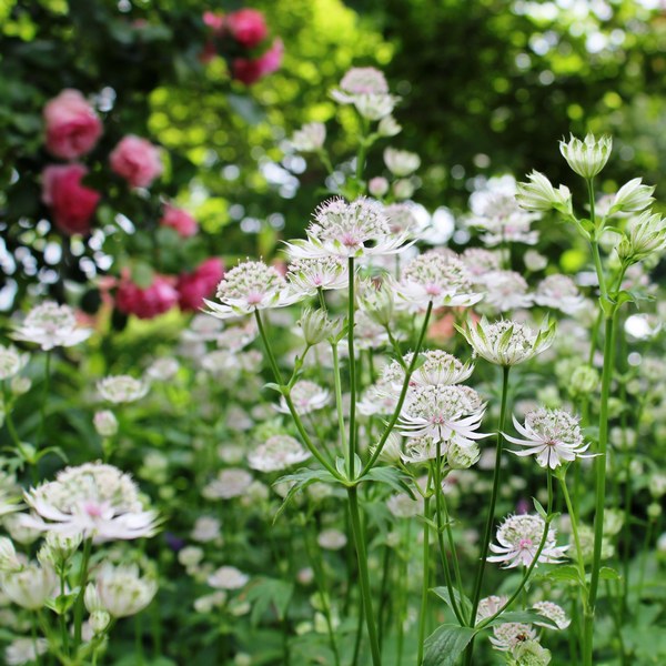 Gartentraum in Altjührden - Het Tuinpad Op / In Nachbars Garten