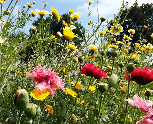 Gartentraum in Altjührden - Het Tuinpad Op / In Nachbars Garten