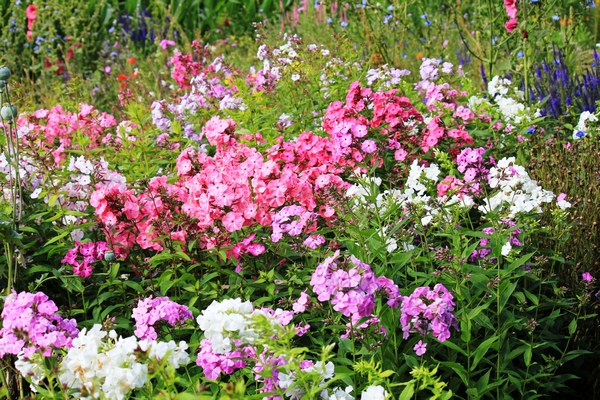 Gartentraum in Altjührden - Het Tuinpad Op / In Nachbars Garten