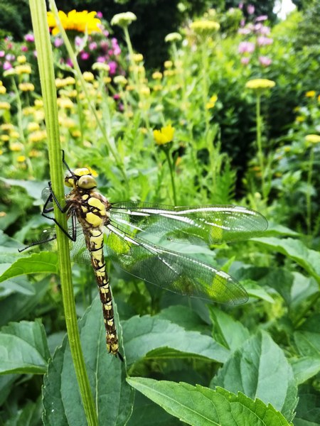 Gartentraum in Altjührden - Het Tuinpad Op / In Nachbars Garten