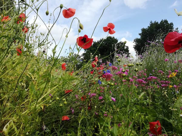 Gartentraum in Altjührden - Het Tuinpad Op / In Nachbars Garten