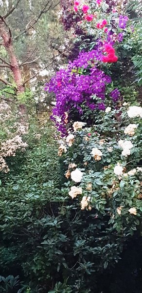 Garten Wilfried Rösner - Het Tuinpad Op / In Nachbars Garten