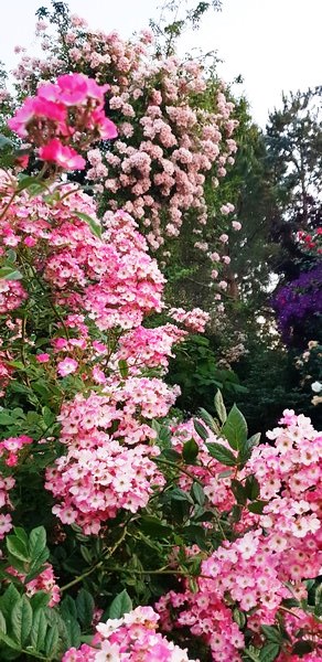 Garten Wilfried Rösner - Het Tuinpad Op / In Nachbars Garten