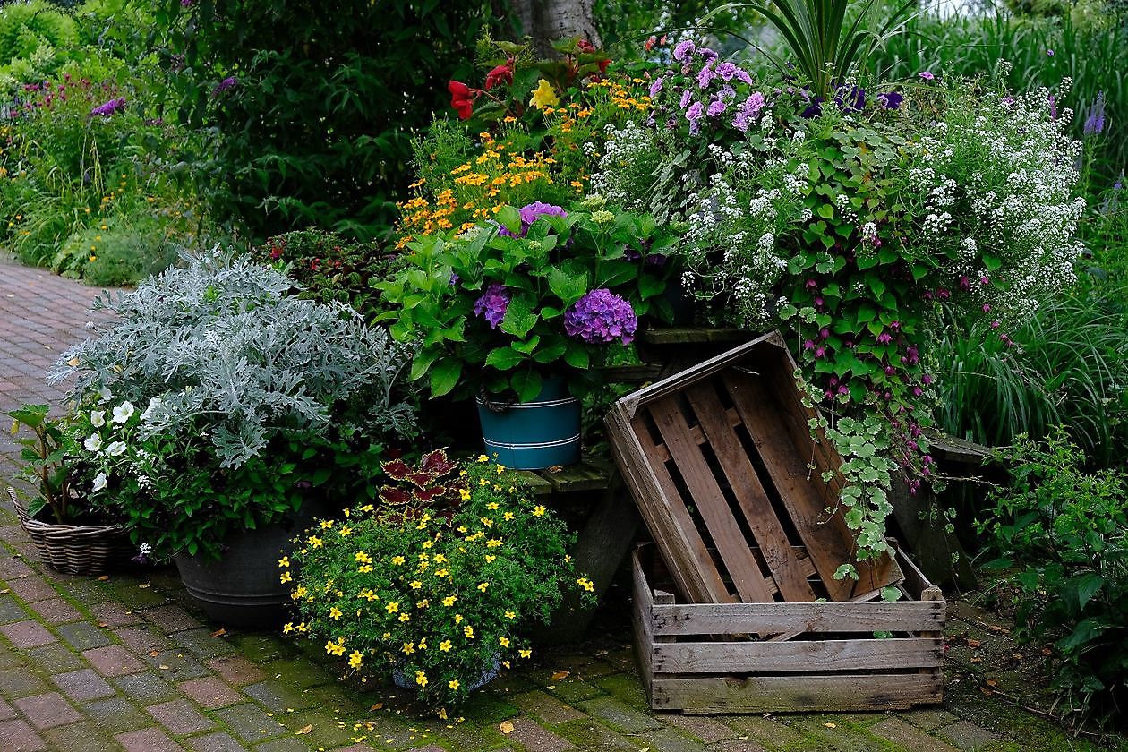 Der Garten des Schulleiters - Het Tuinpad Op / In Nachbars Garten