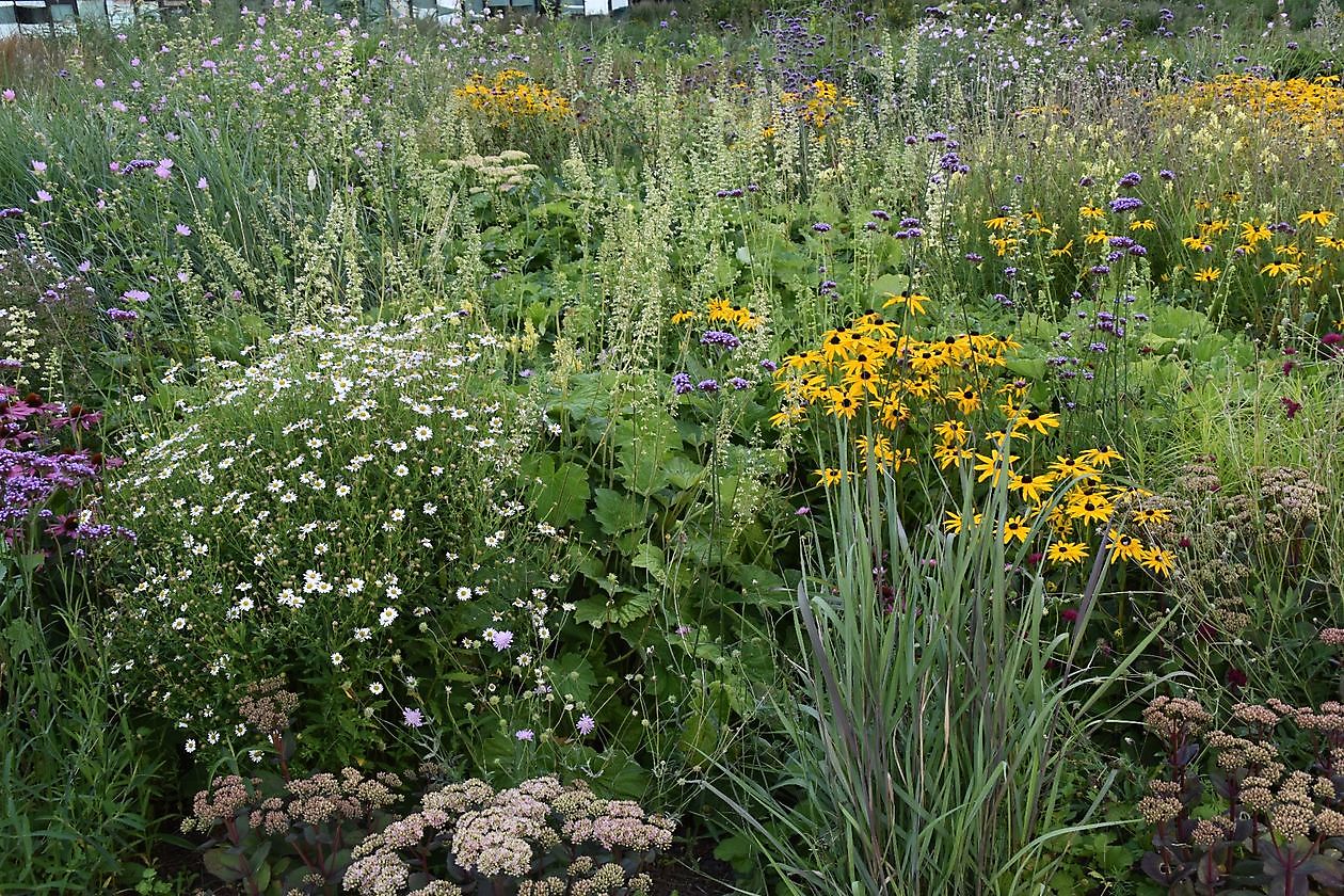 Stadt-/Dachgarten Kempkensberg - Het Tuinpad Op / In Nachbars Garten