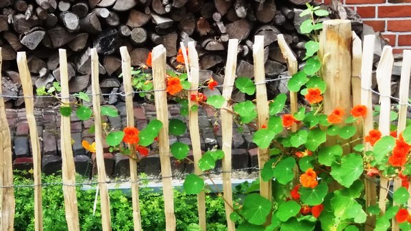 Garten Geziena Scholtalbers - Het Tuinpad Op / In Nachbars Garten