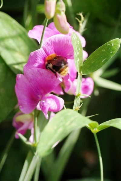 Garten Geziena Scholtalbers - Het Tuinpad Op / In Nachbars Garten