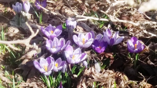 Garten Geziena Scholtalbers - Het Tuinpad Op / In Nachbars Garten