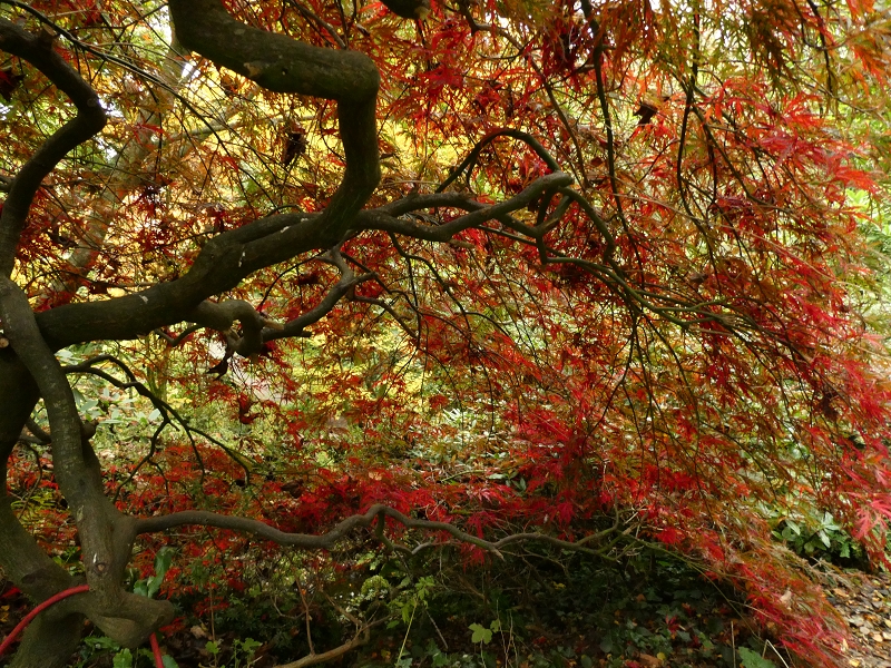 Garten der Stille - Het Tuinpad Op / In Nachbars Garten