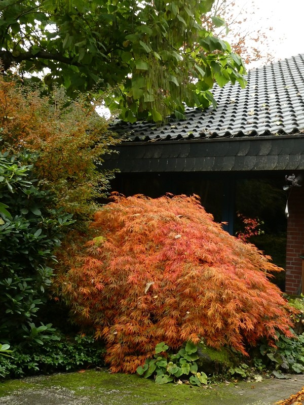 Garten der Stille - Het Tuinpad Op / In Nachbars Garten