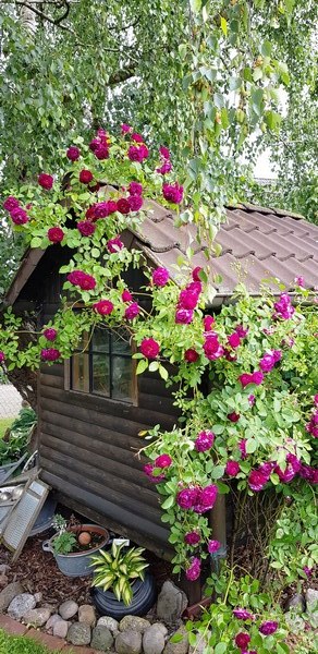 Immengarten Grape - Het Tuinpad Op / In Nachbars Garten
