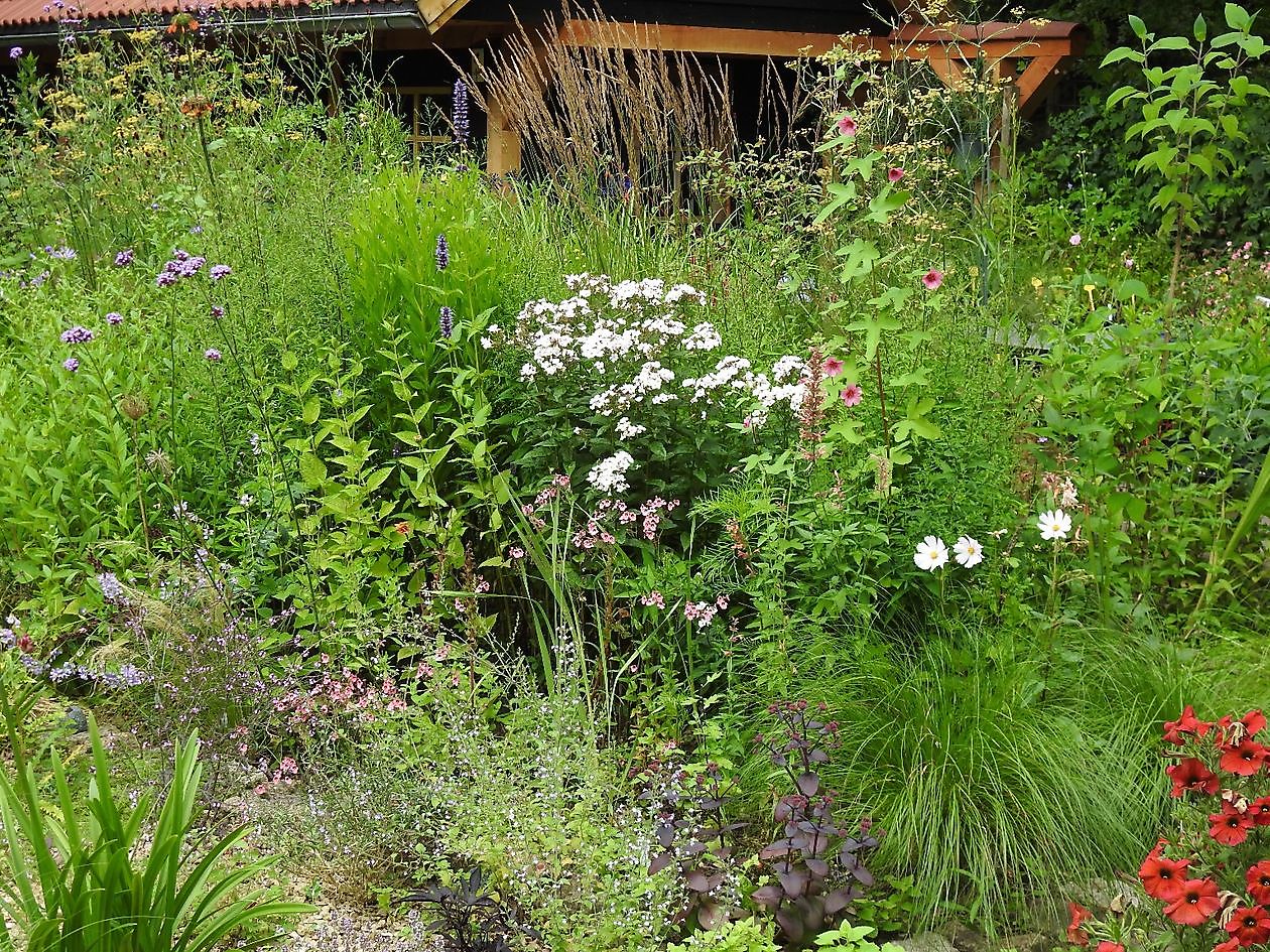 Klein Flora Westerwolde - Het Tuinpad Op / In Nachbars Garten