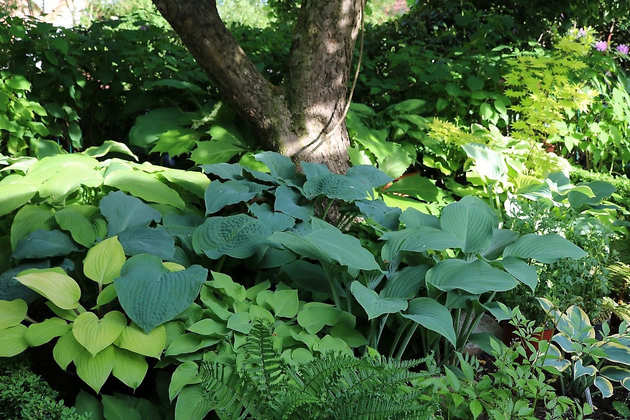 Garten beim Holze - Het Tuinpad Op / In Nachbars Garten