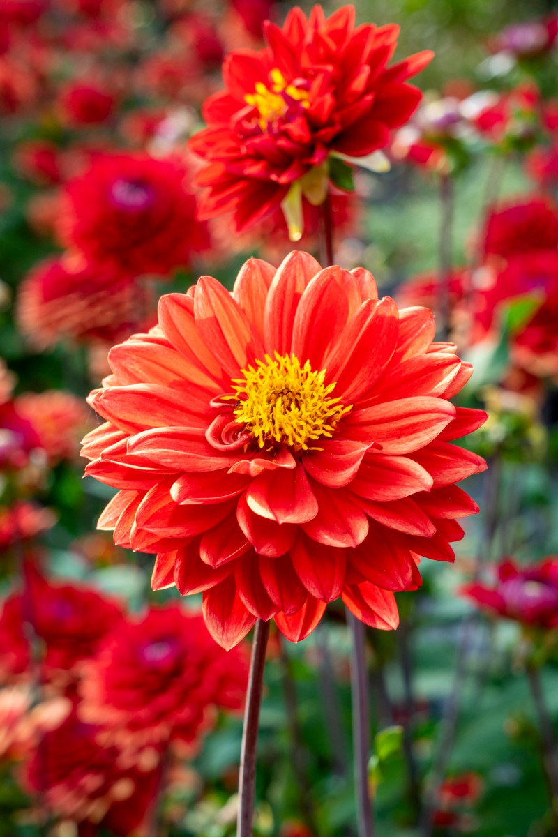 Friesischer Patiogarten - Het Tuinpad Op / In Nachbars Garten