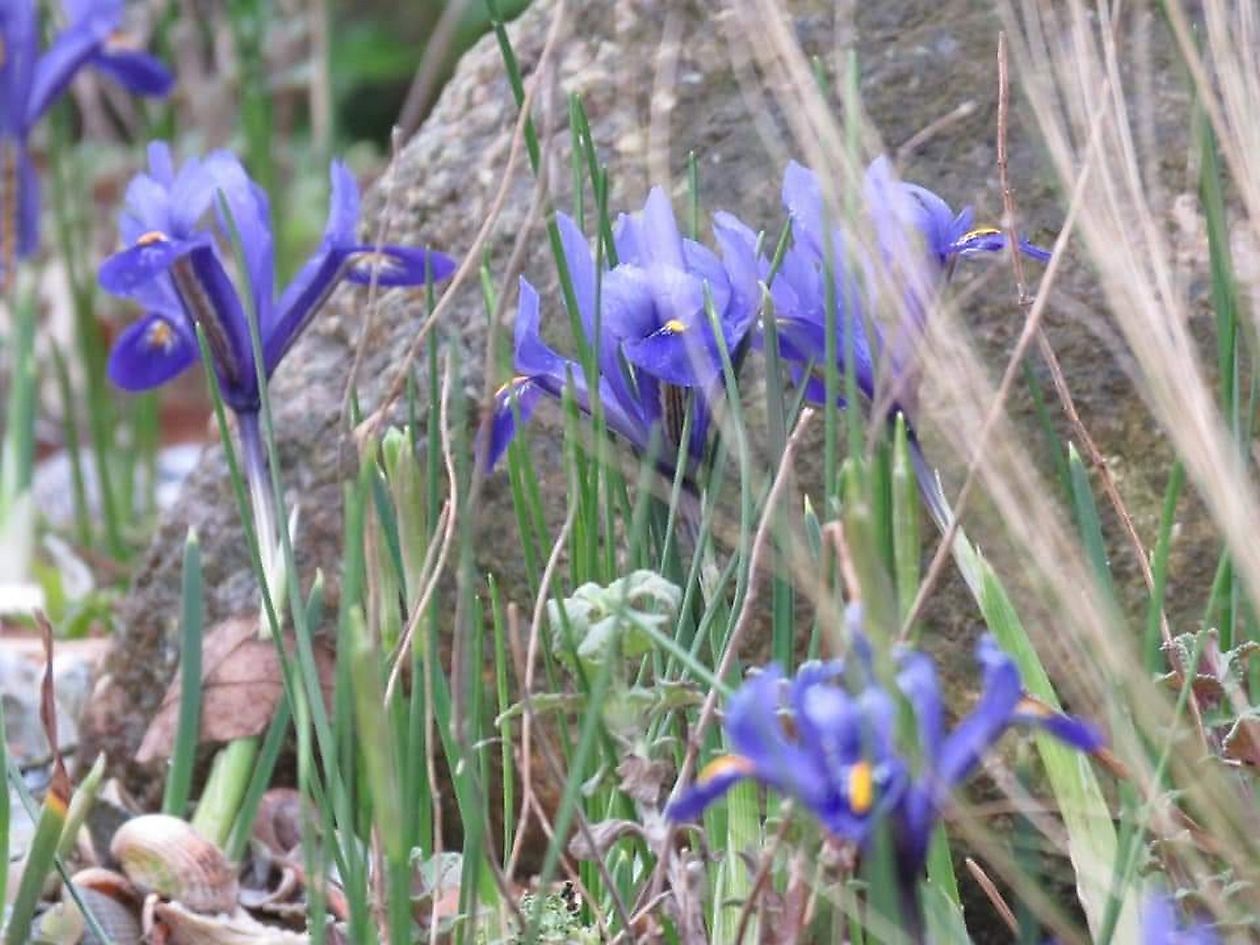 Der versteckte Garten am Jadebusen - Het Tuinpad Op / In Nachbars Garten