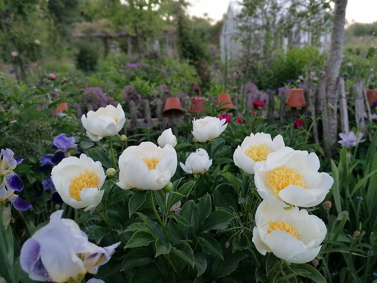 Der versteckte Garten am Jadebusen - Het Tuinpad Op / In Nachbars Garten