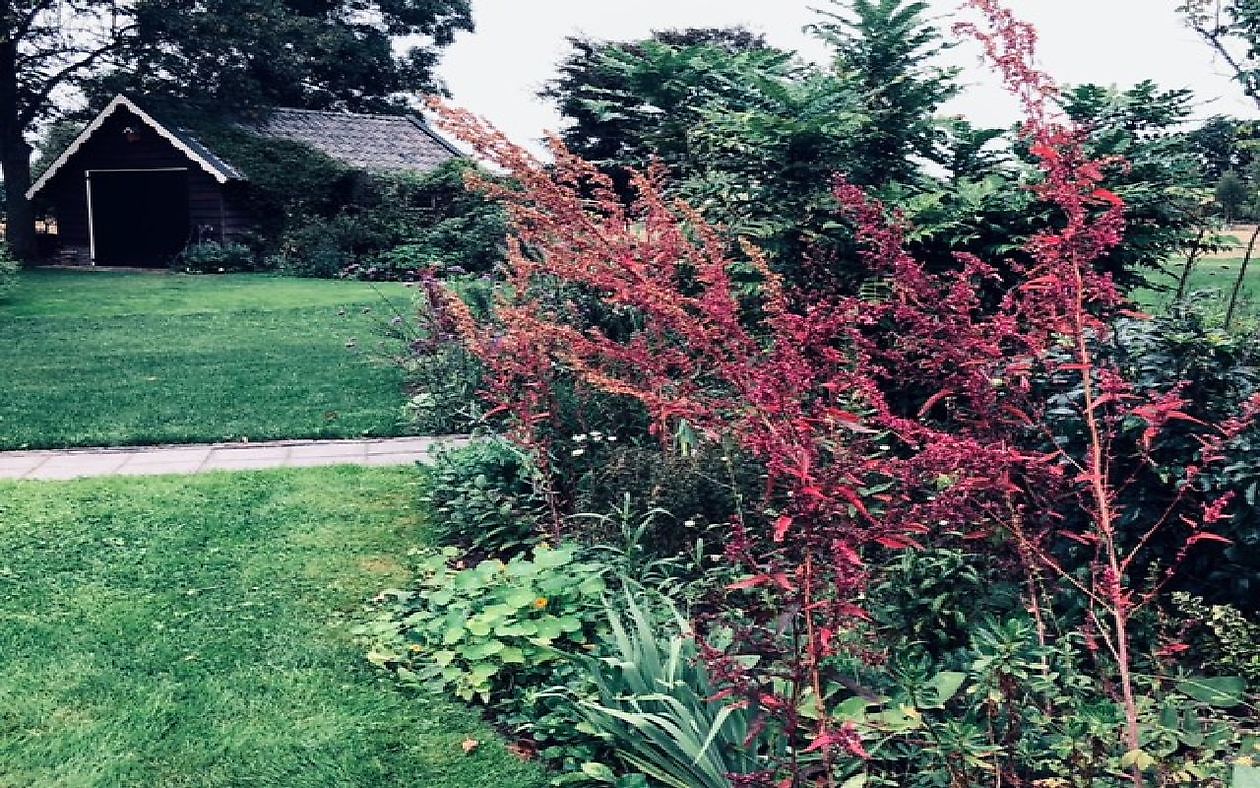 De Rode Melde - Het Tuinpad Op / In Nachbars Garten