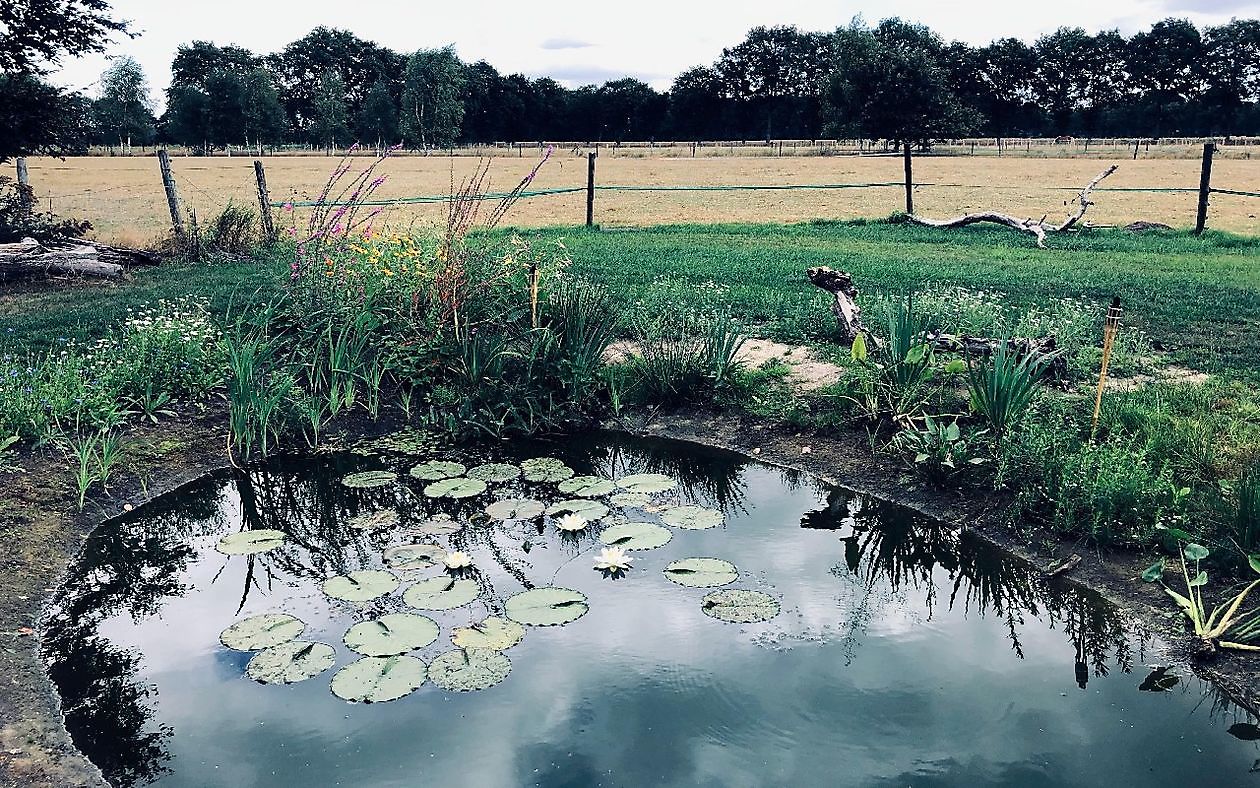 De Rode Melde - Het Tuinpad Op / In Nachbars Garten