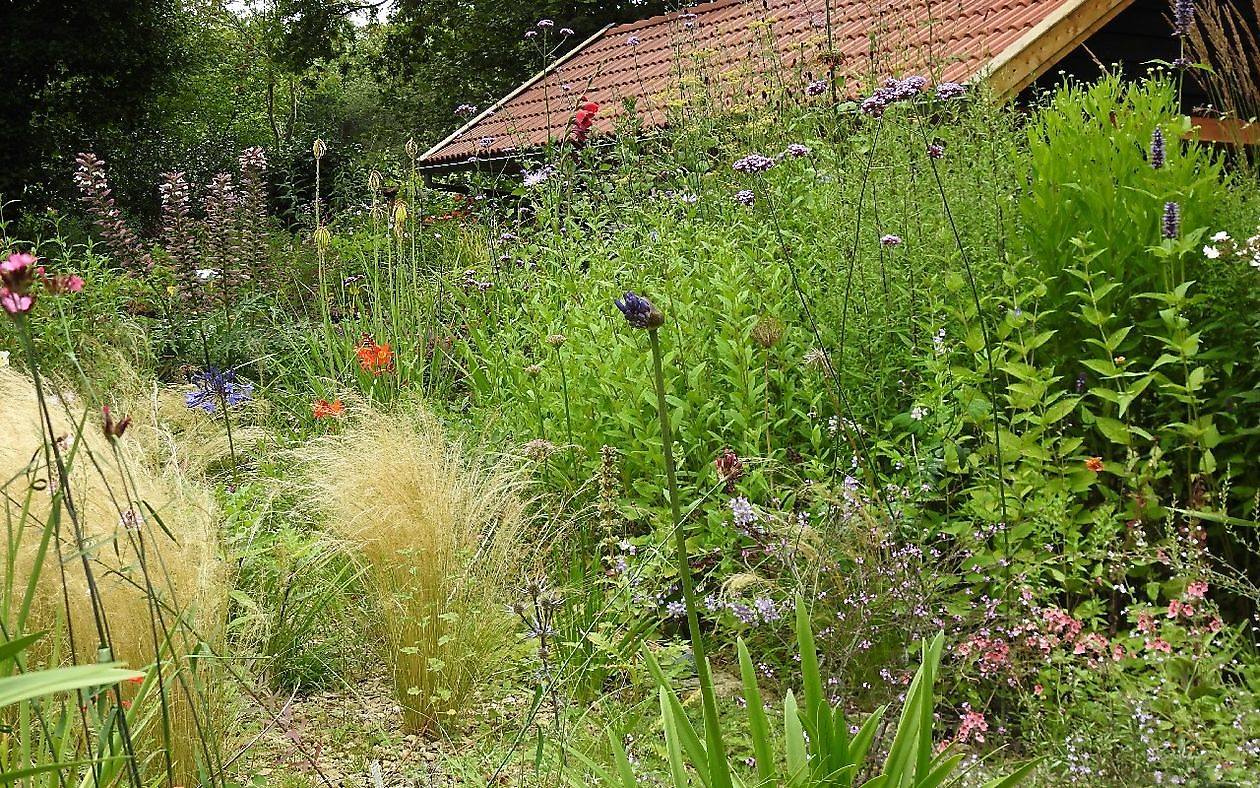 Klein Flora Westerwolde - Het Tuinpad Op / In Nachbars Garten