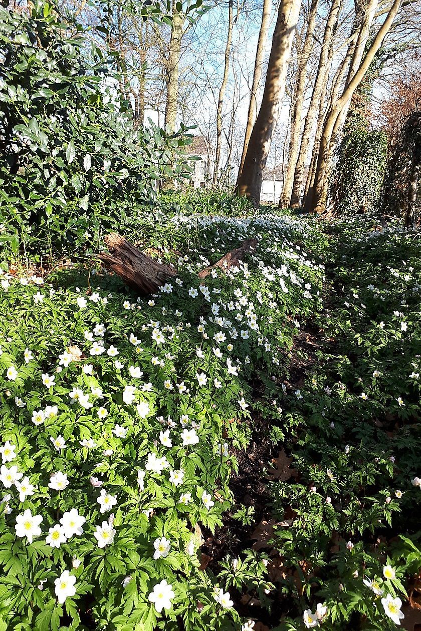 Op 't Kloosterveen - Het Tuinpad Op / In Nachbars Garten